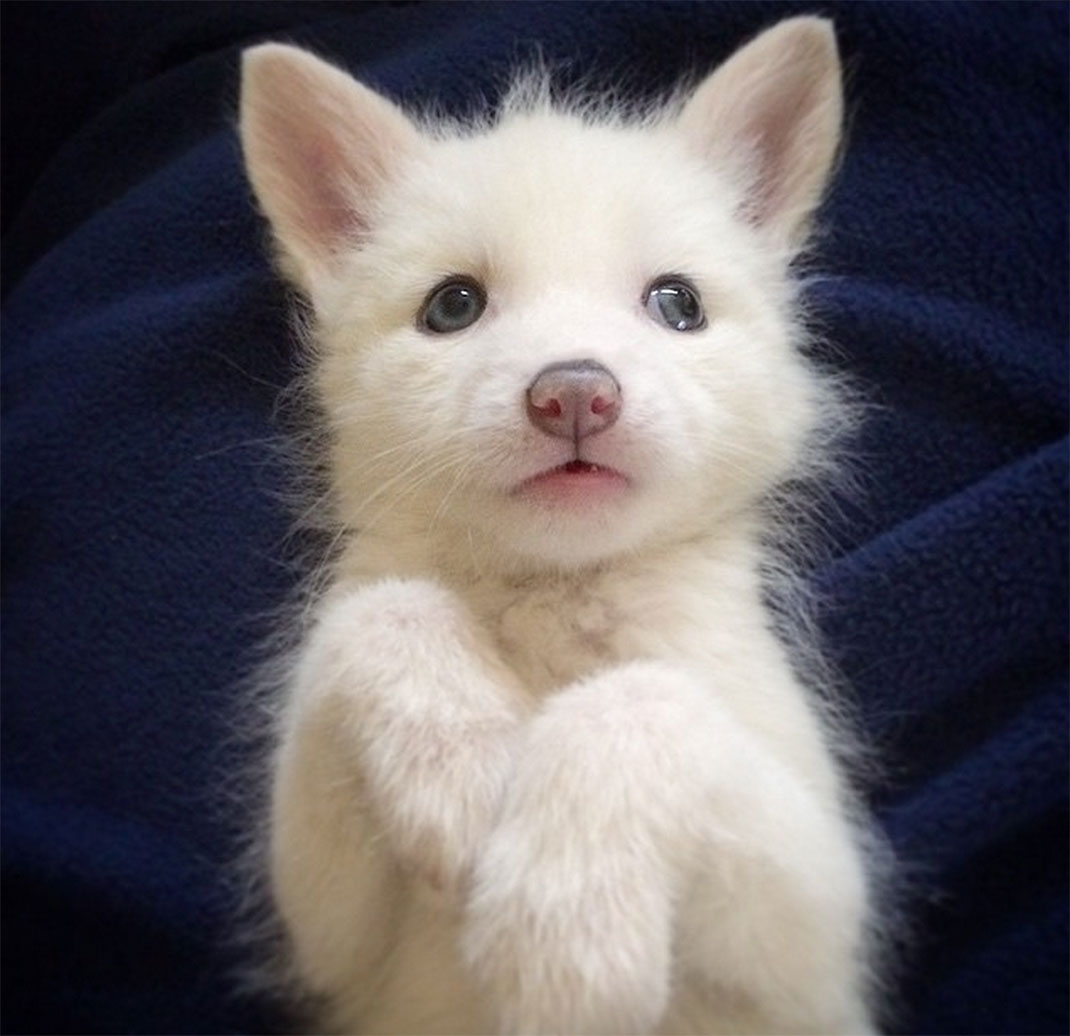 renard-blanc-mignon-domestique-14