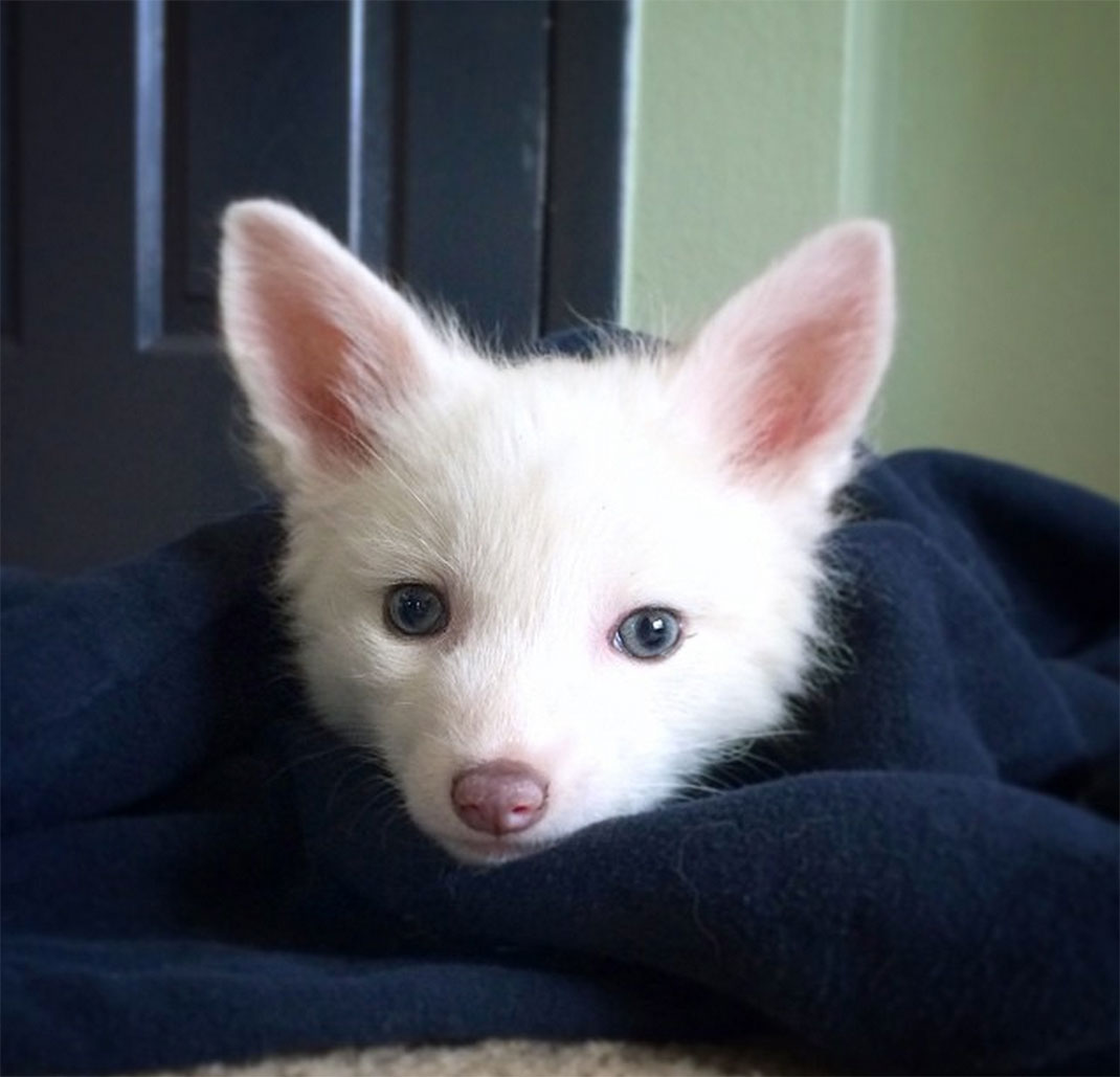 renard-blanc-mignon-domestique-15