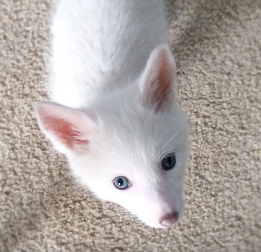 renard-blanc-mignon-domestique-16