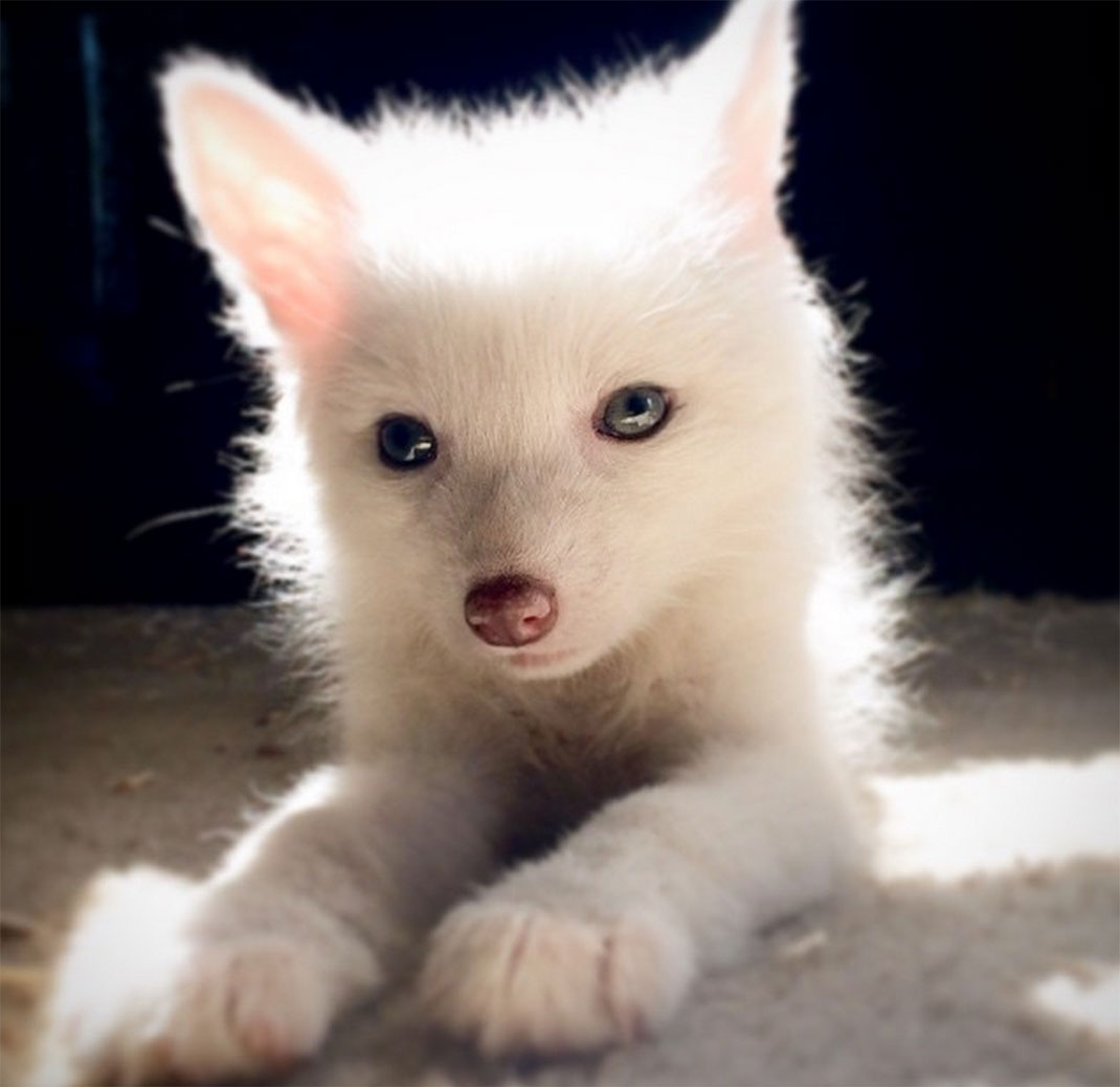 renard-blanc-mignon-domestique-17