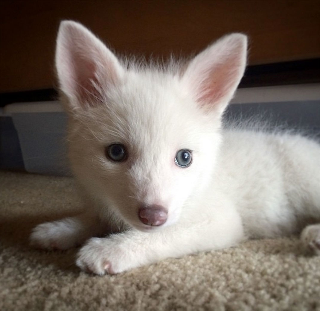 renard-blanc-mignon-domestique-18