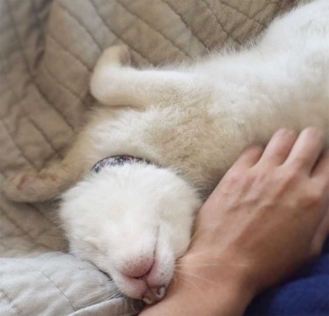 renard-blanc-mignon-domestique-19