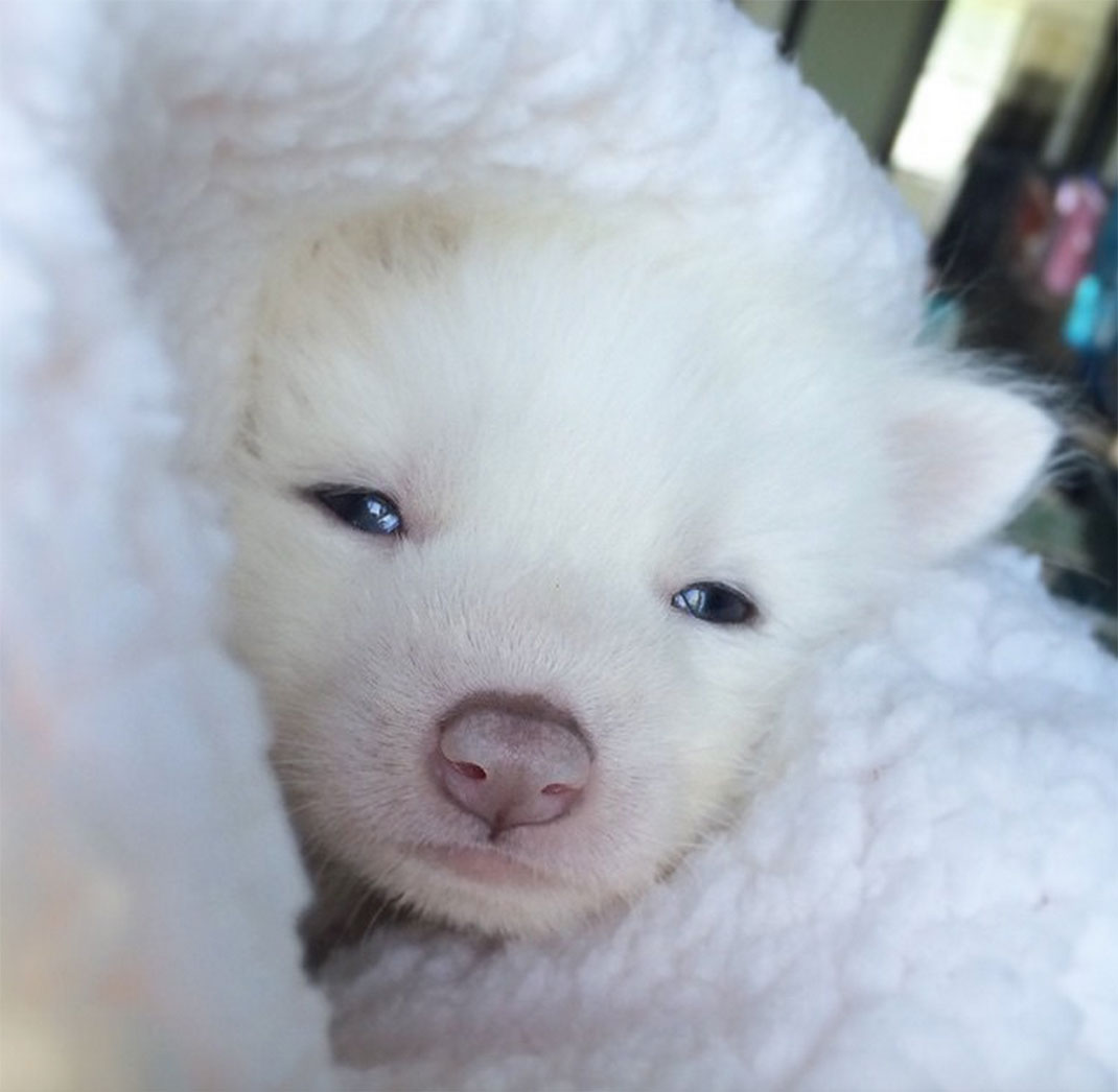 renard-blanc-mignon-domestique-2