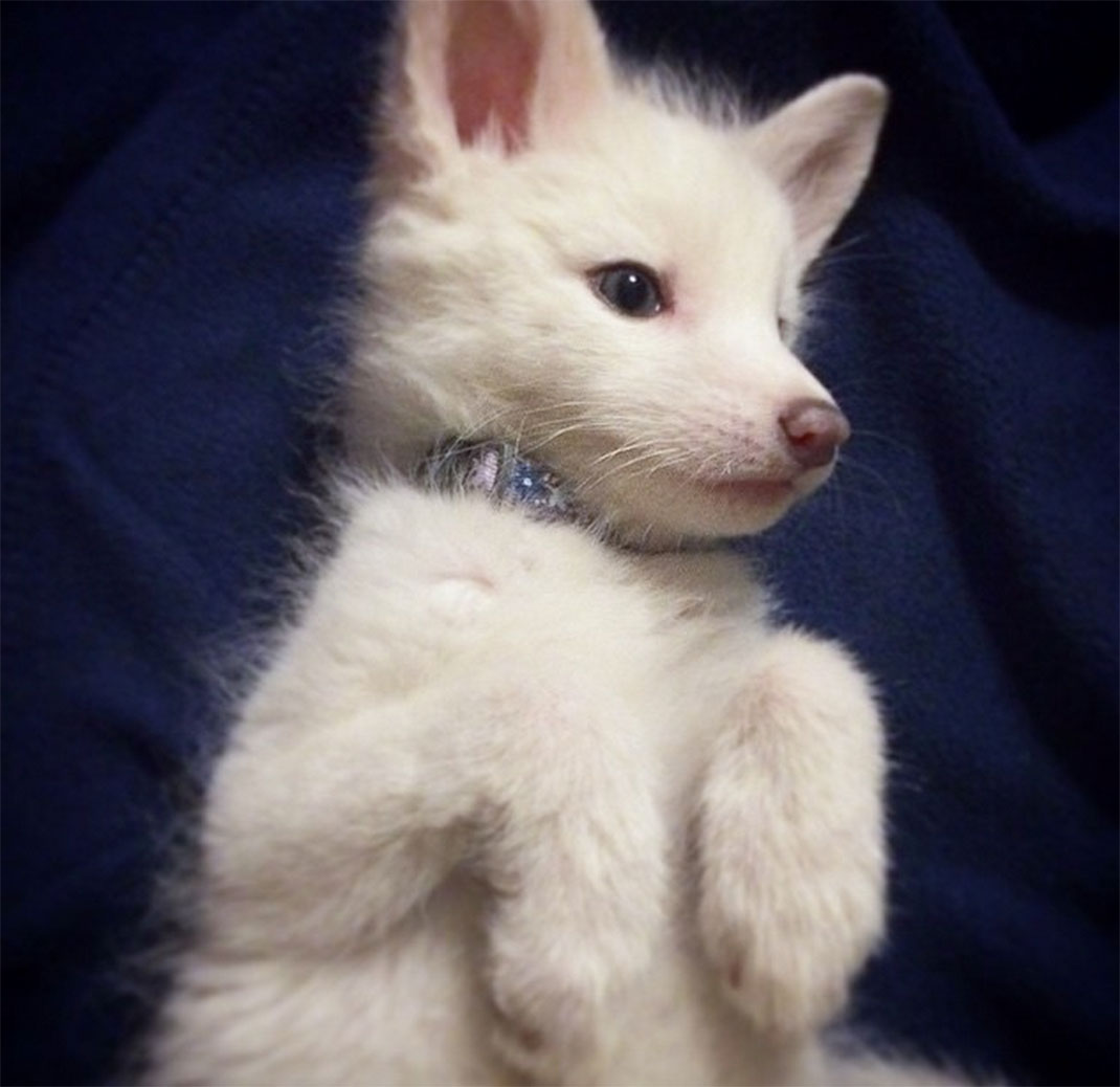 renard-blanc-mignon-domestique-20