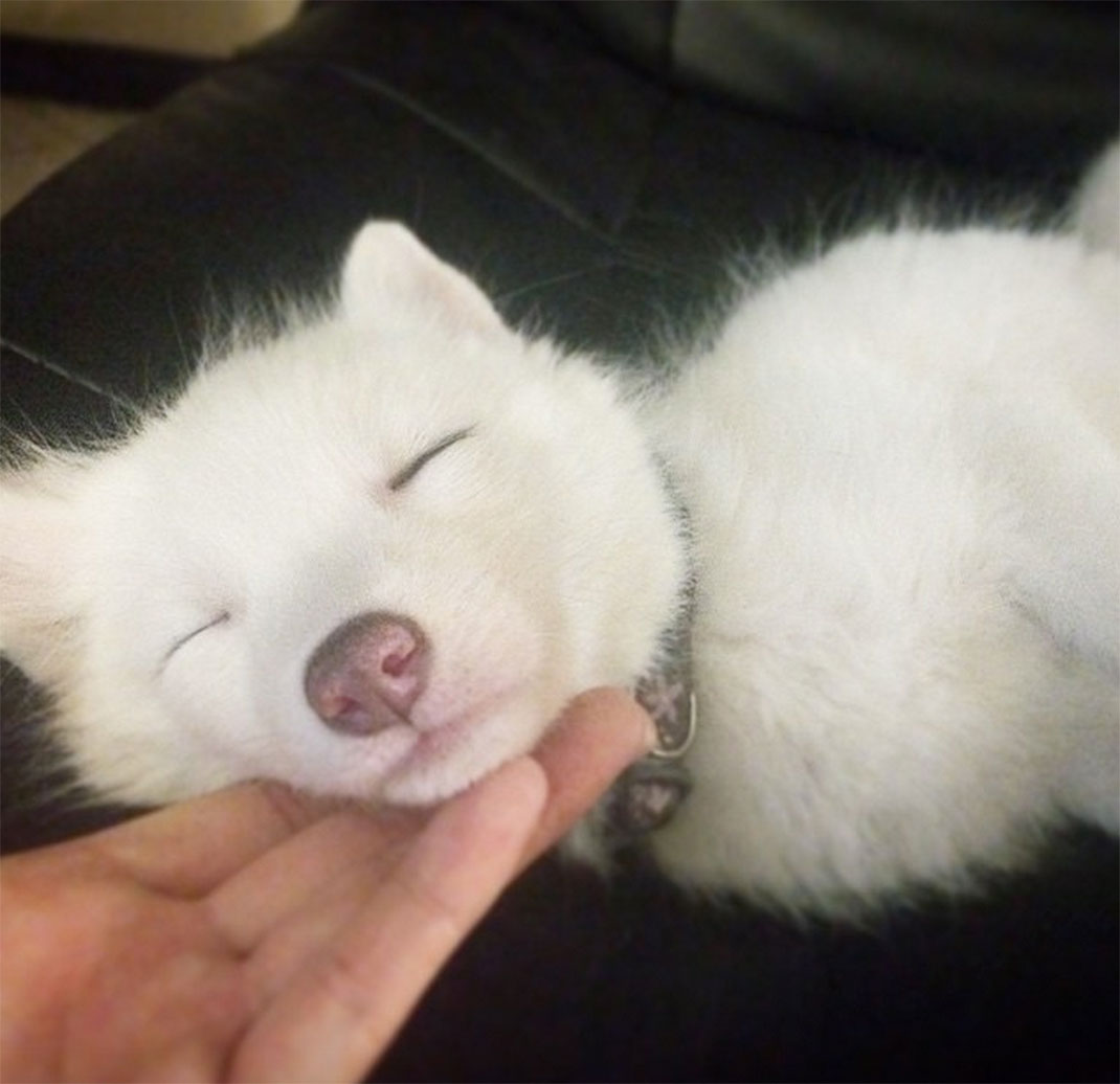 renard-blanc-mignon-domestique-21