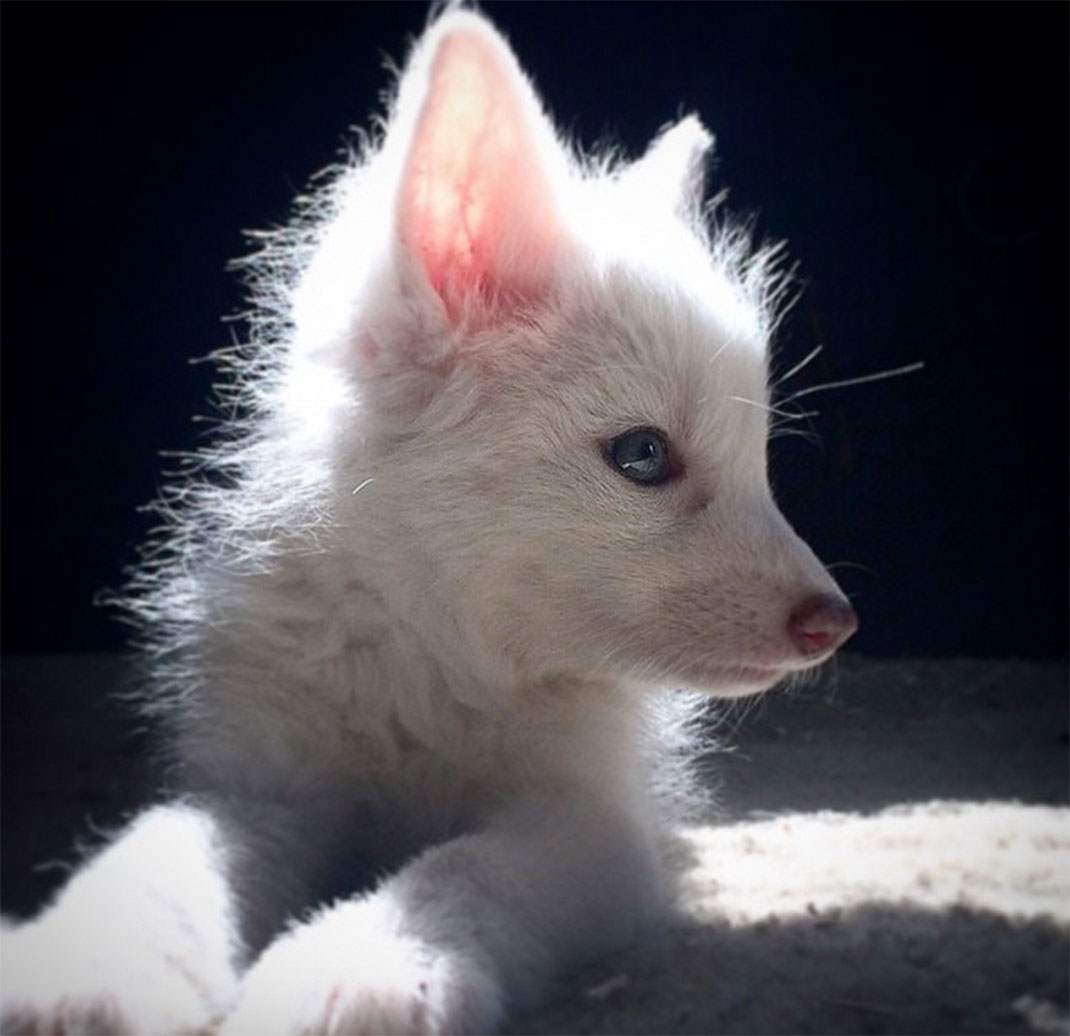 renard-blanc-mignon-domestique-22