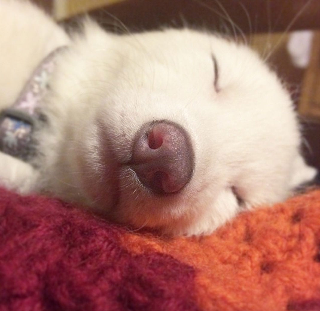 renard-blanc-mignon-domestique-23