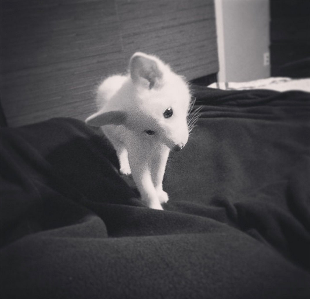 renard-blanc-mignon-domestique-24