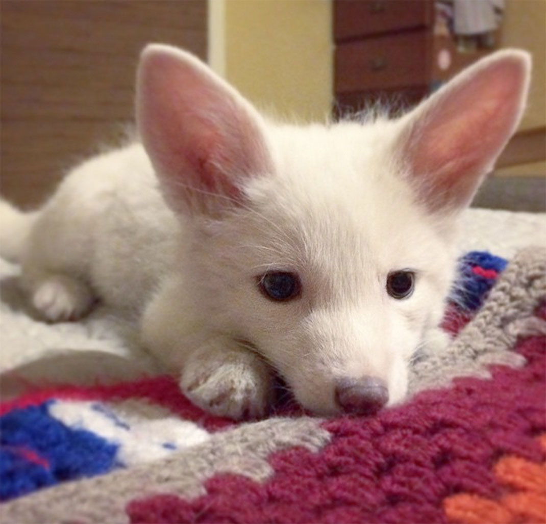 renard-blanc-mignon-domestique-26