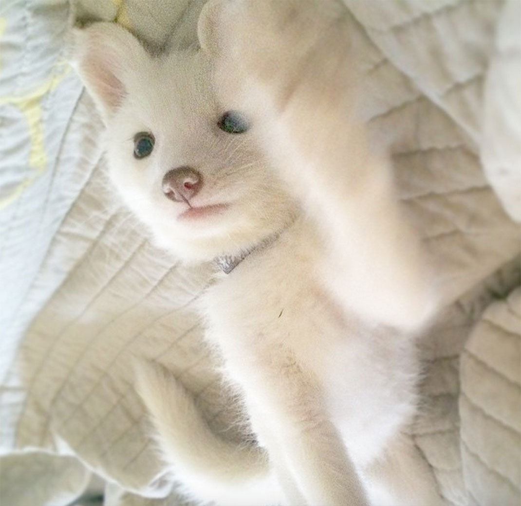 renard-blanc-mignon-domestique-27