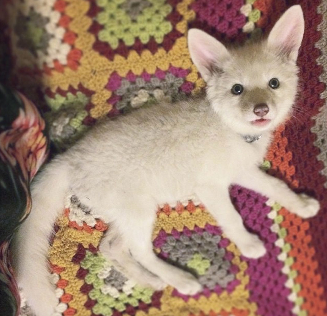 renard-blanc-mignon-domestique-28