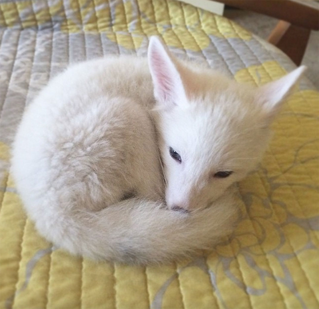 renard-blanc-mignon-domestique-30