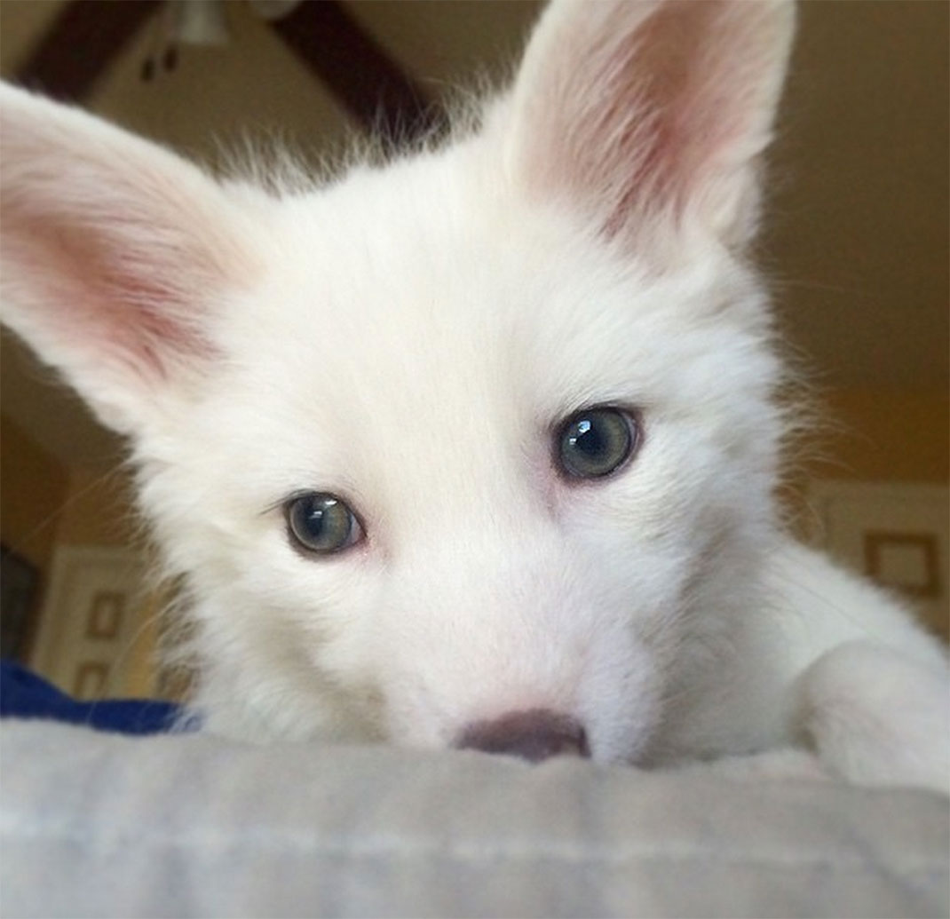 renard-blanc-mignon-domestique-31