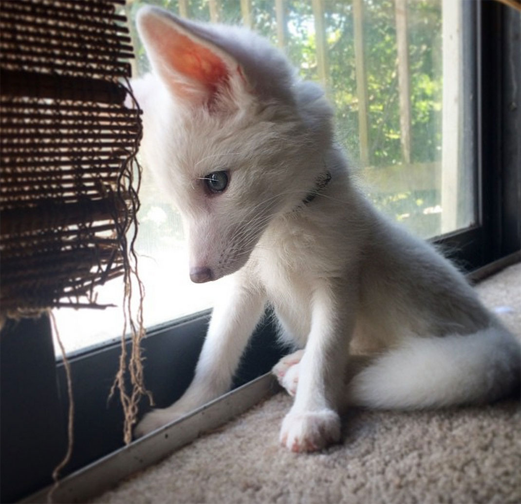 renard-blanc-mignon-domestique-32