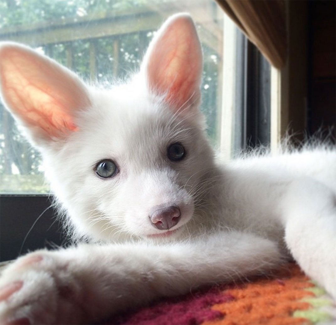 renard-blanc-mignon-domestique-33