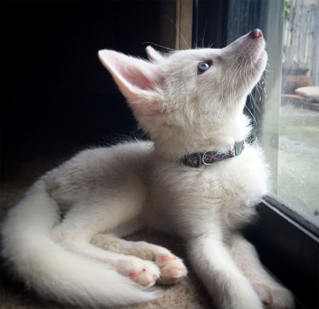 renard-blanc-mignon-domestique-35