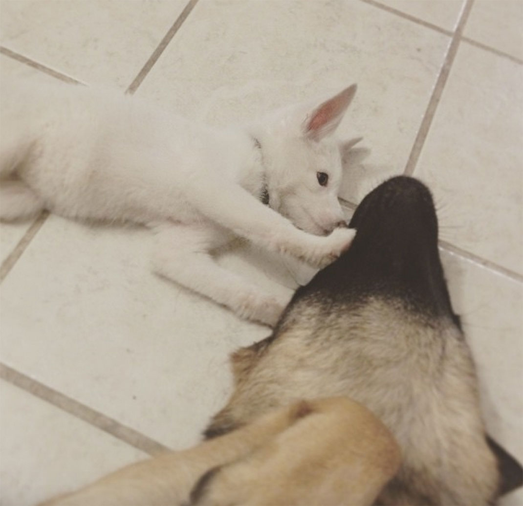 renard-blanc-mignon-domestique-37