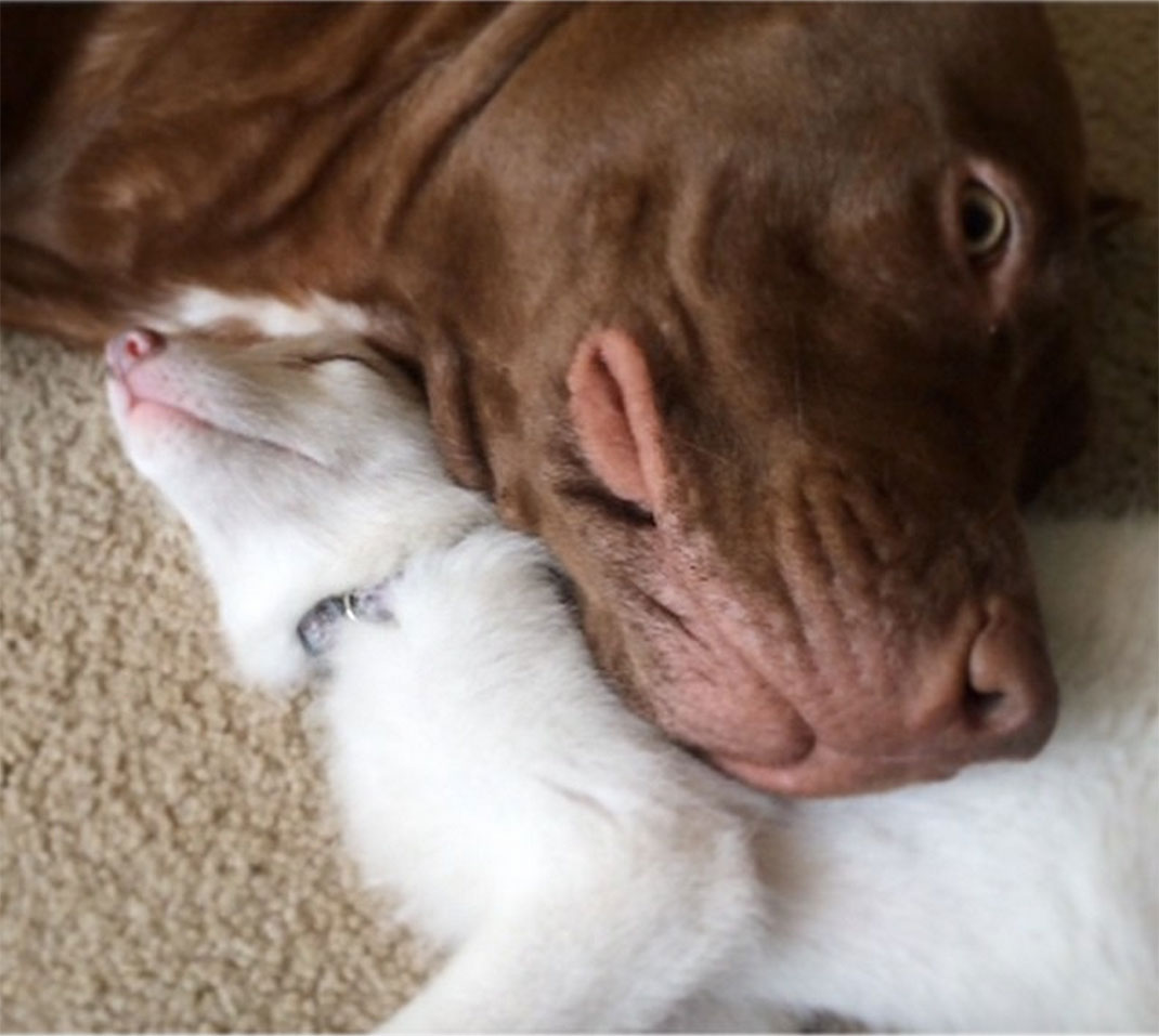 renard-blanc-mignon-domestique-38