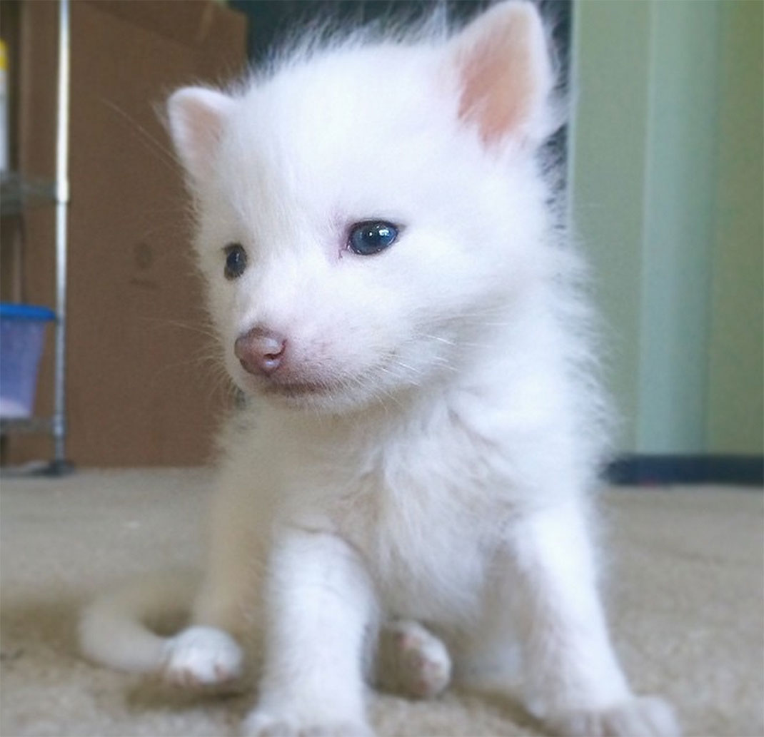 renard-blanc-mignon-domestique-4