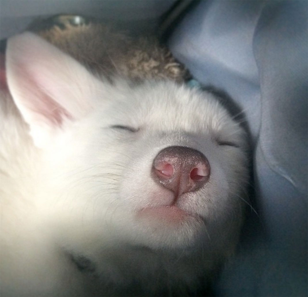 renard-blanc-mignon-domestique-40