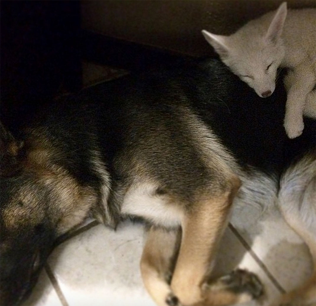 renard-blanc-mignon-domestique-41