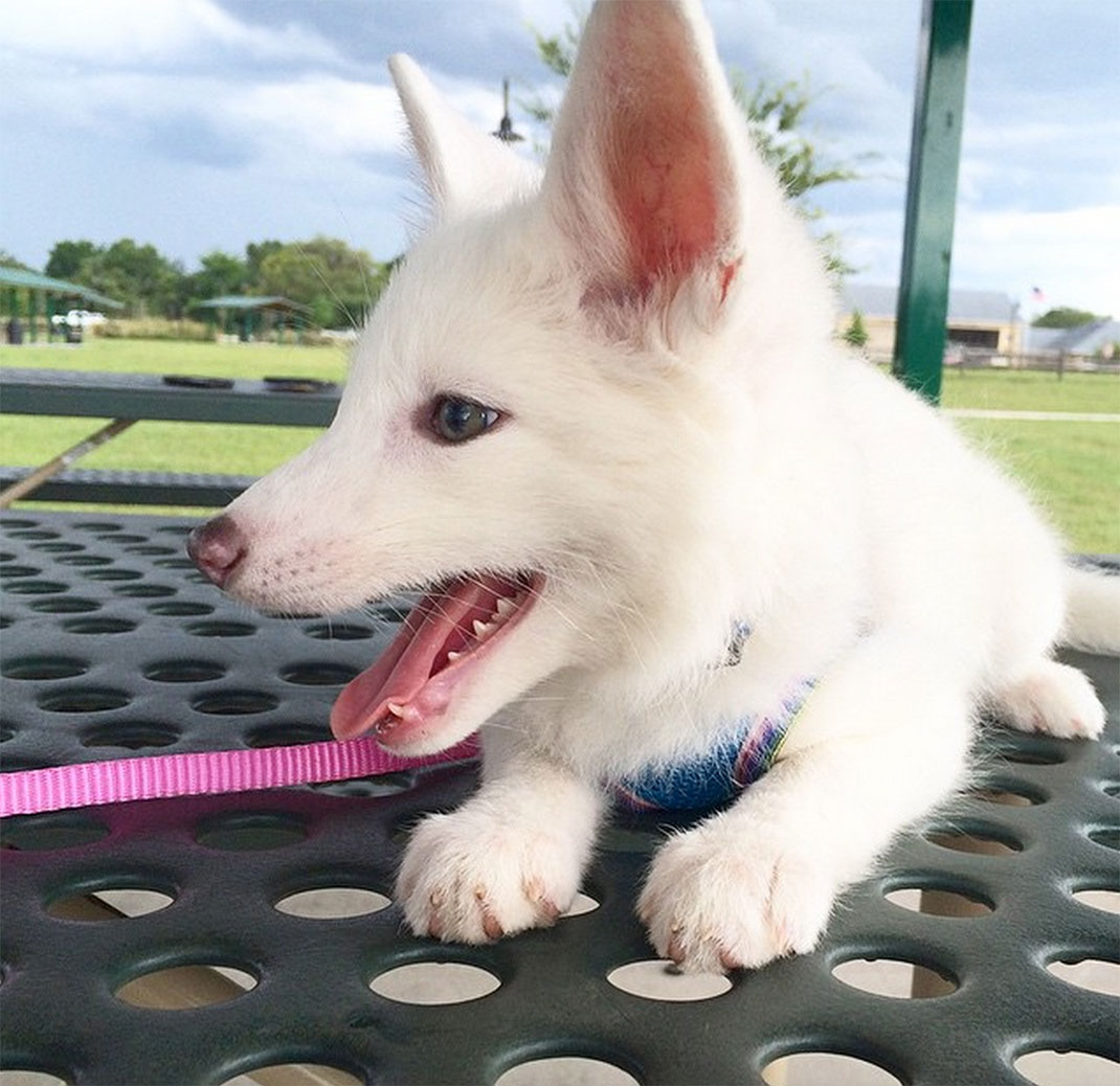 renard-blanc-mignon-domestique-42