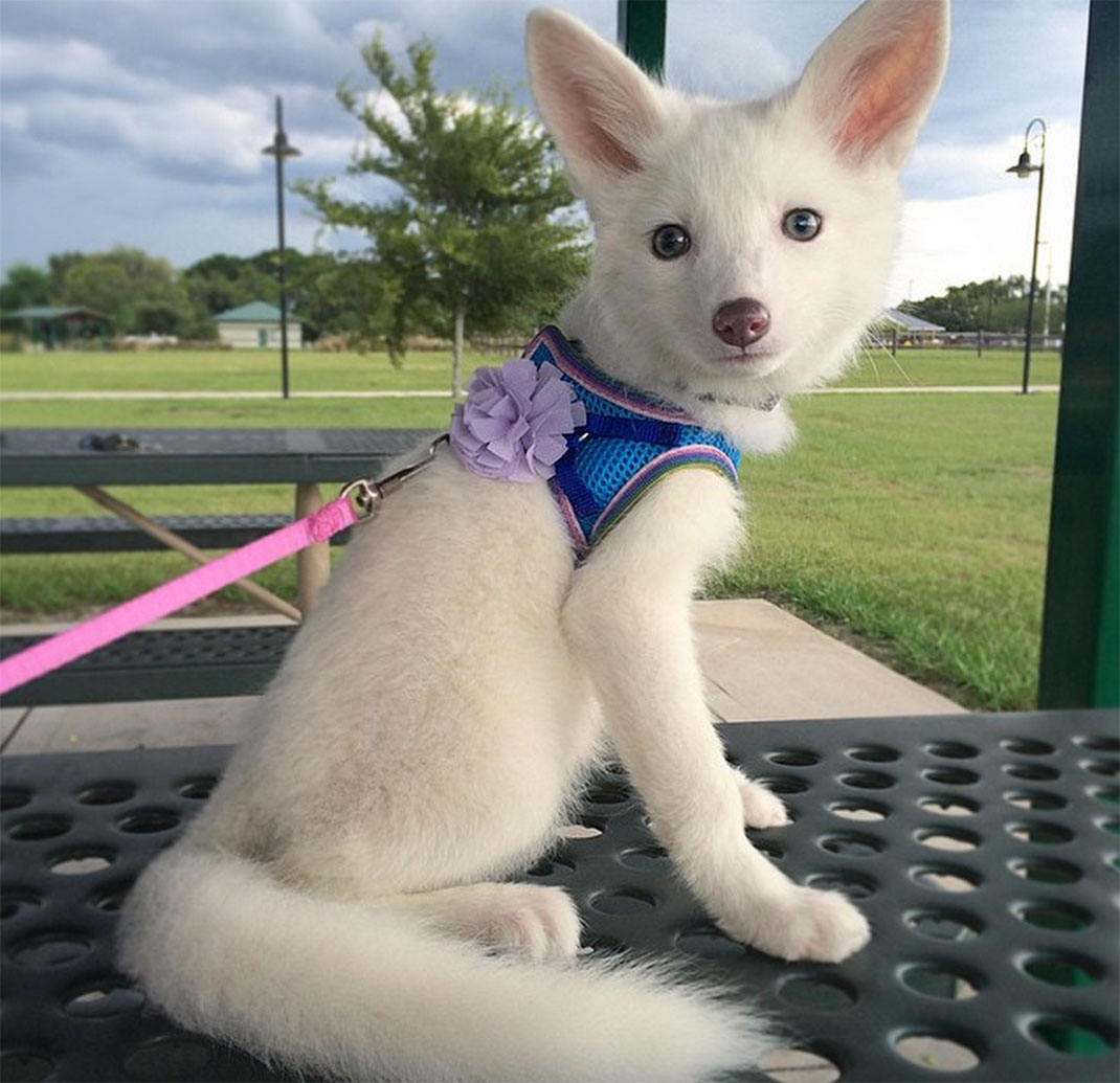 renard-blanc-mignon-domestique-43