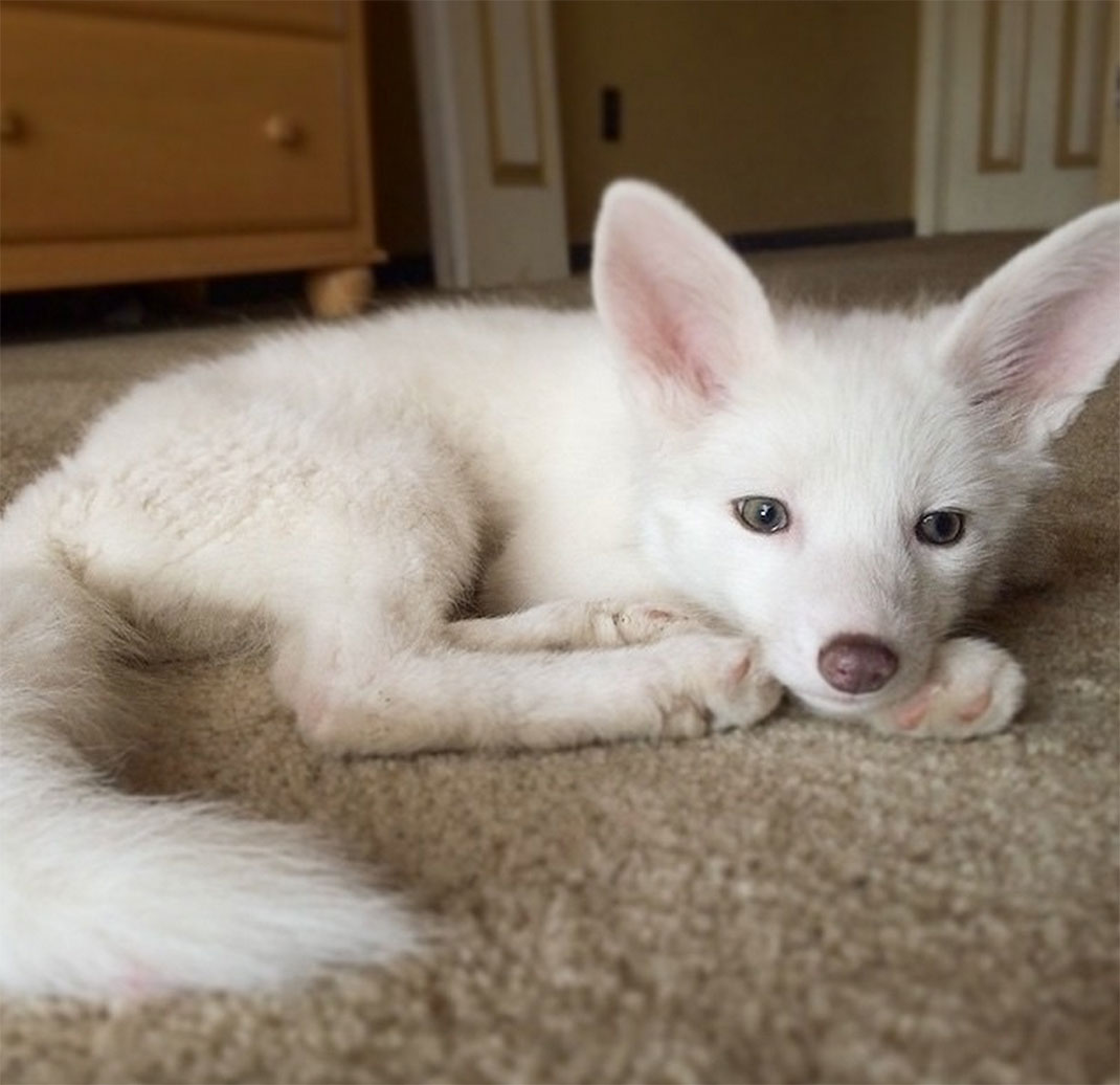 renard-blanc-mignon-domestique-44