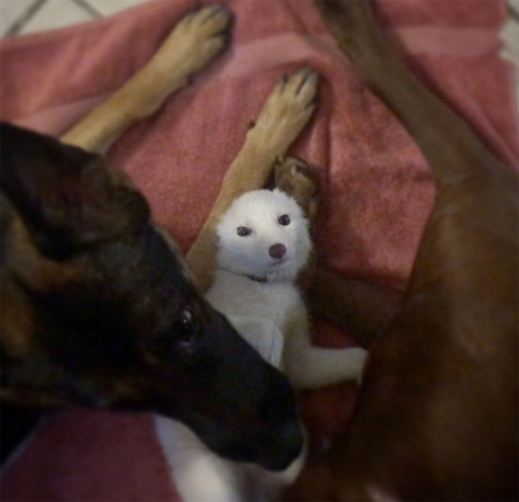 renard-blanc-mignon-domestique-45