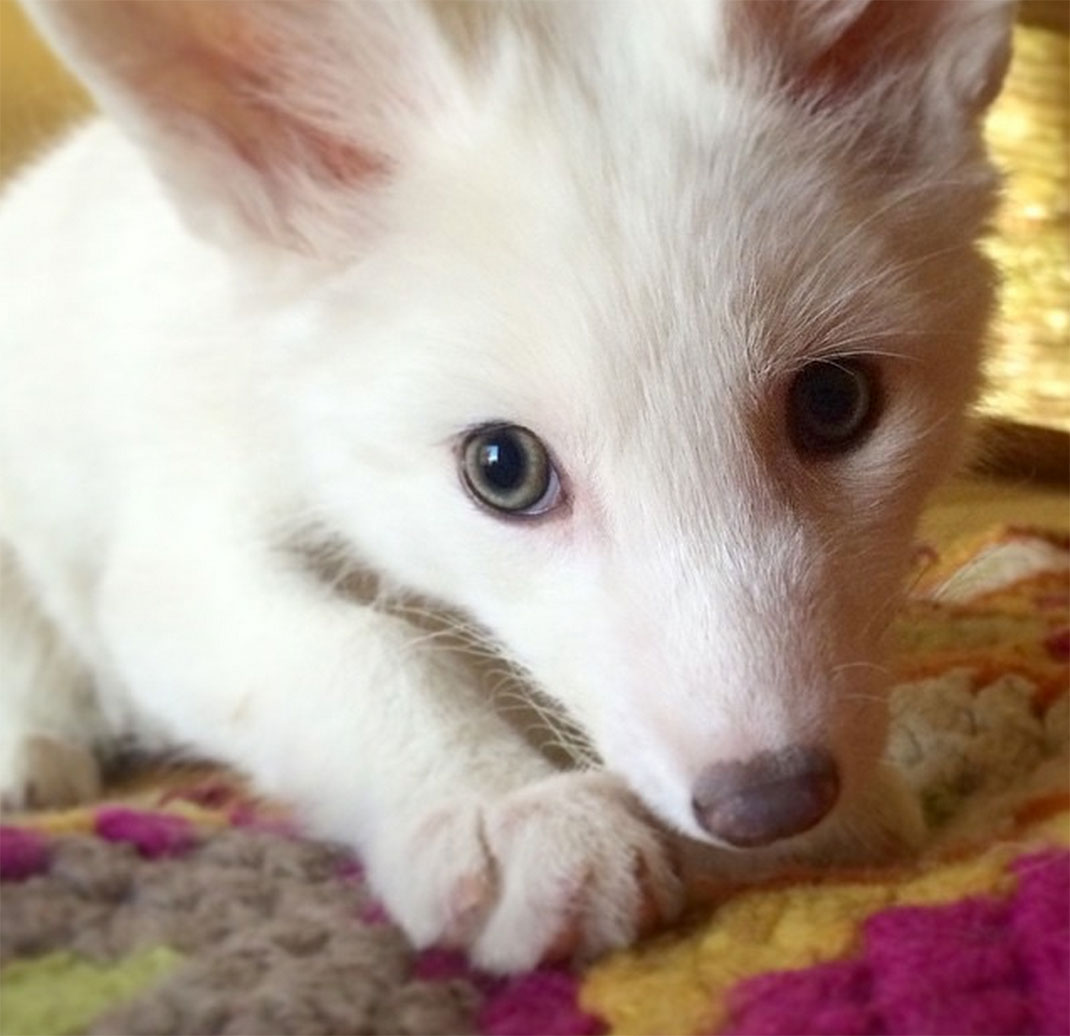 renard-blanc-mignon-domestique-46