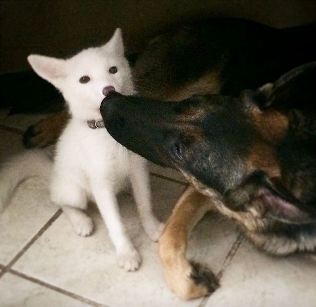 renard-blanc-mignon-domestique-47