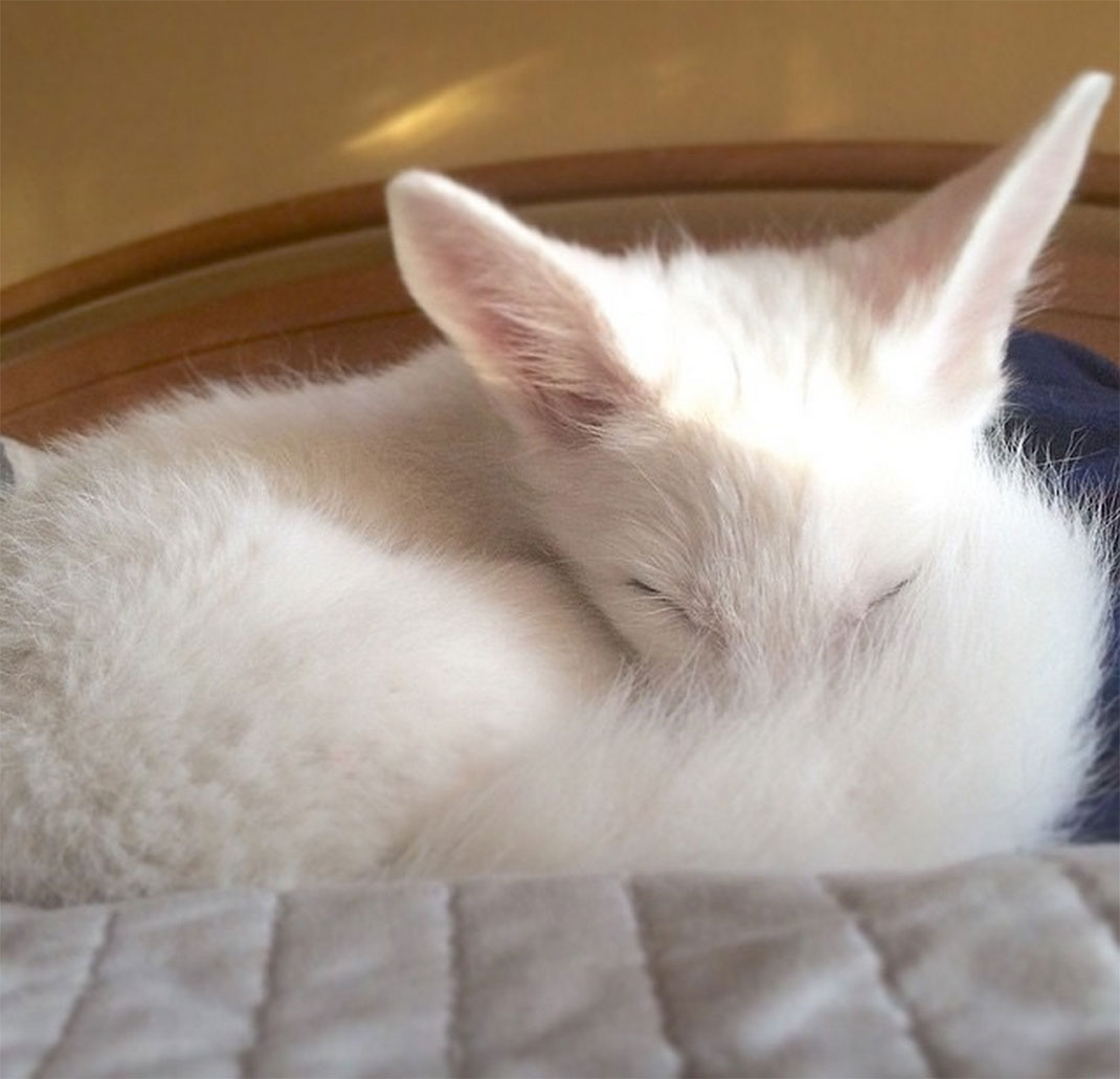 renard-blanc-mignon-domestique-49