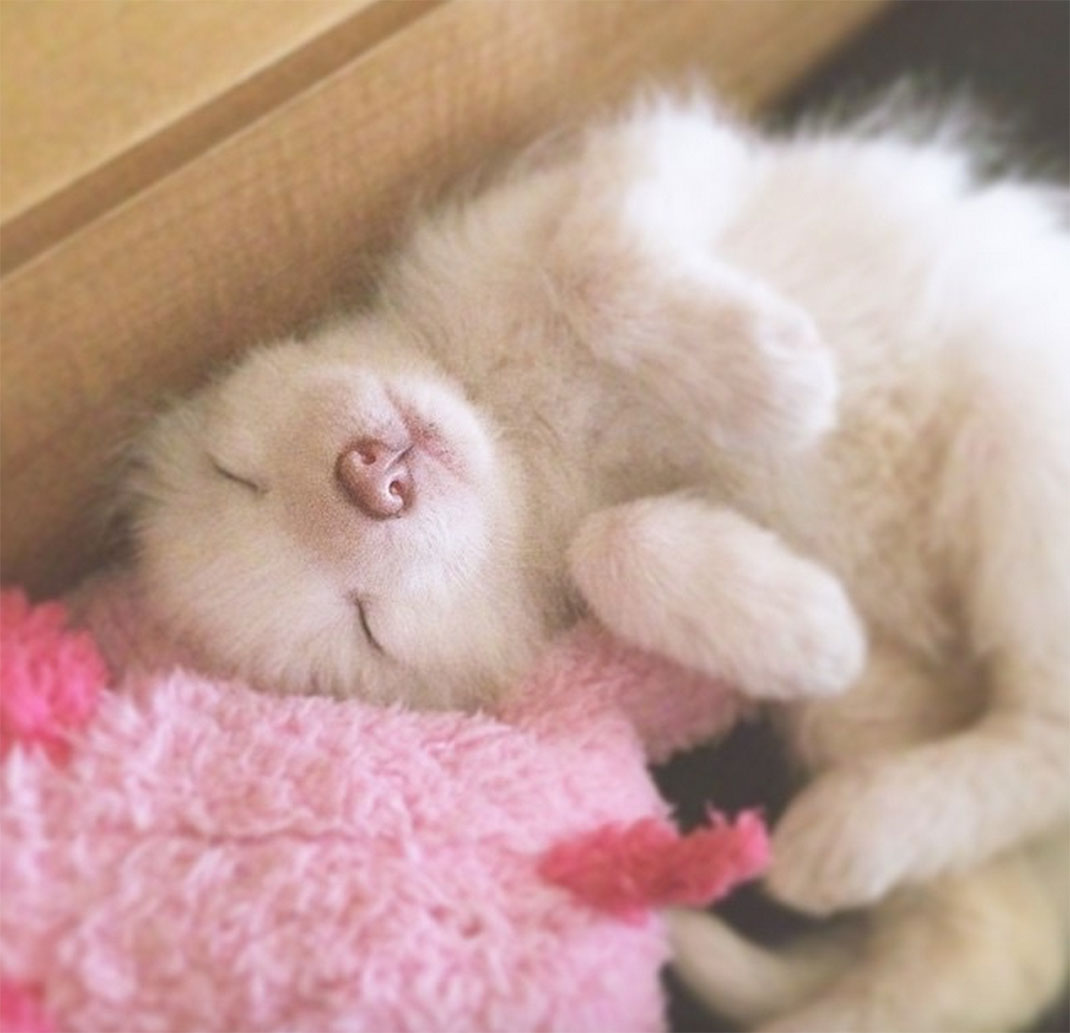 renard-blanc-mignon-domestique-5