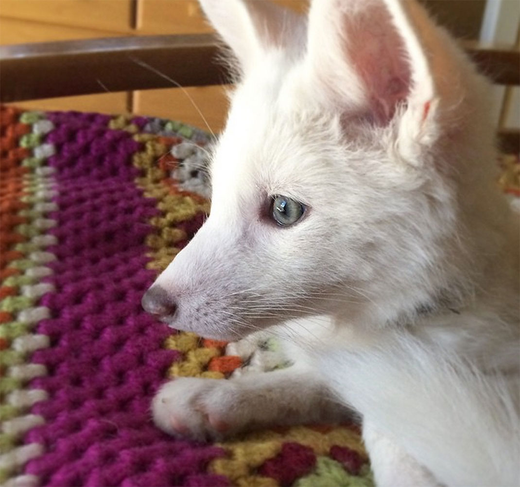 renard-blanc-mignon-domestique-50