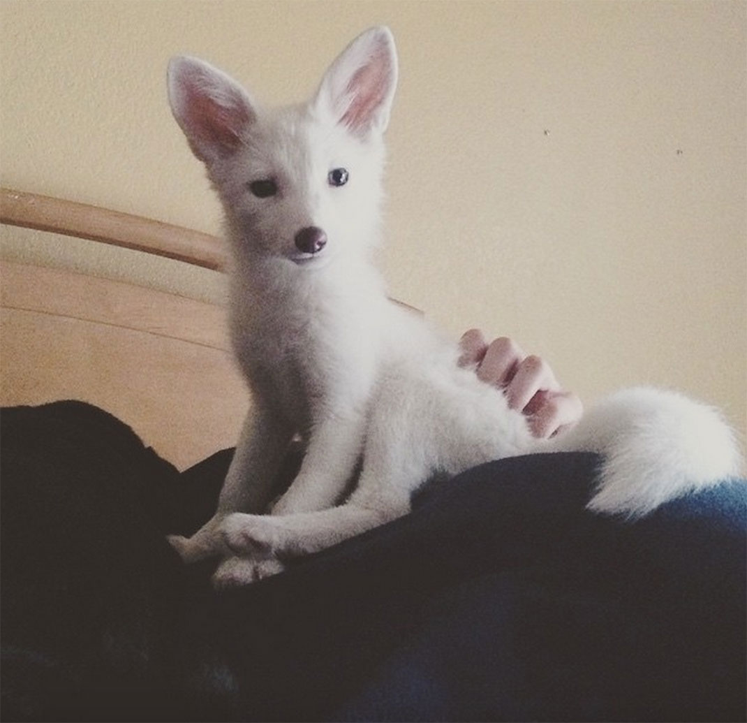 renard-blanc-mignon-domestique-51