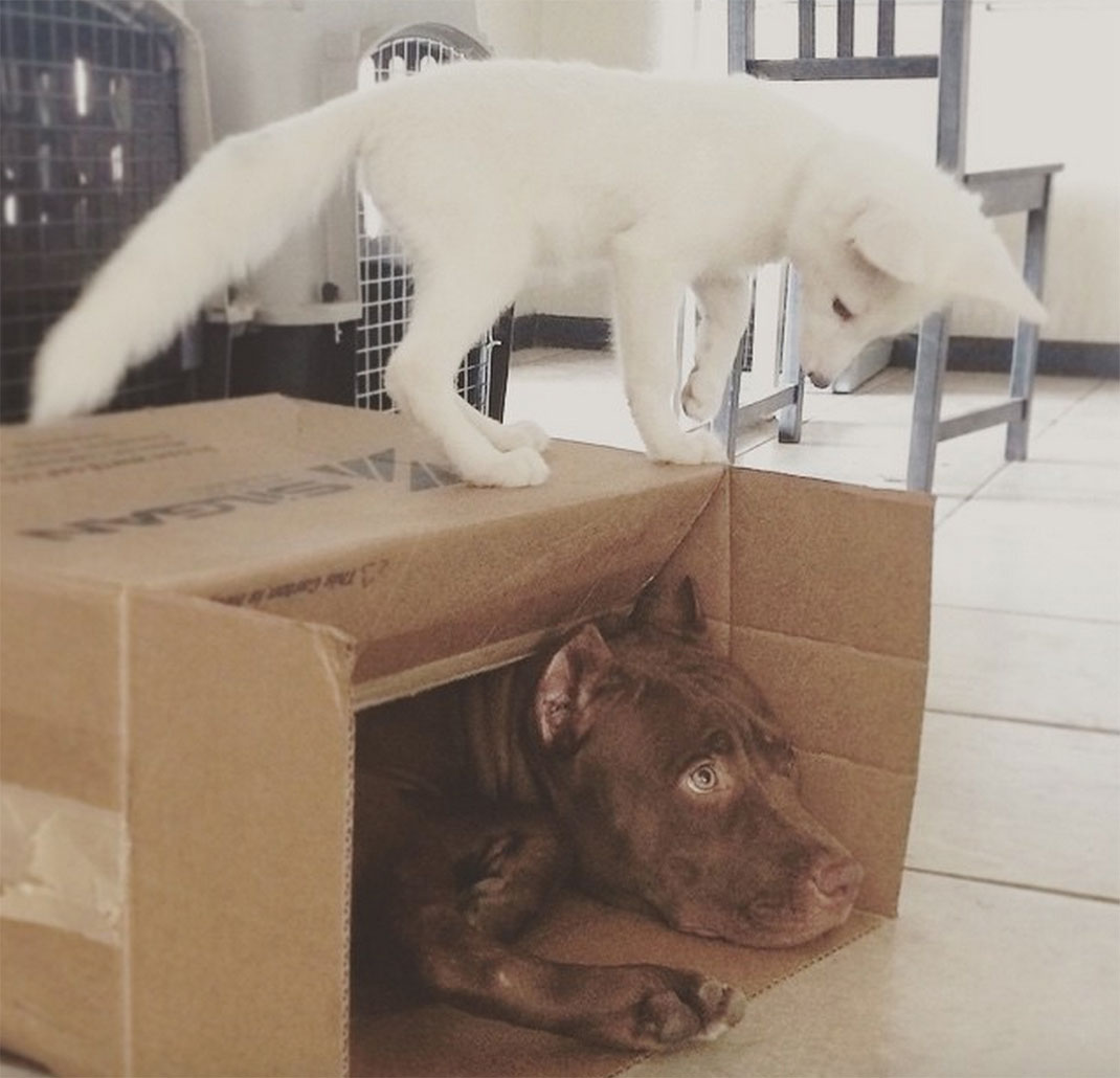 renard-blanc-mignon-domestique-53