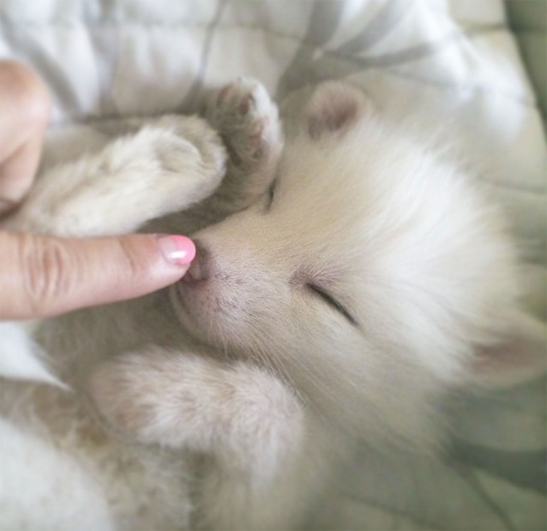 renard-blanc-mignon-domestique-6