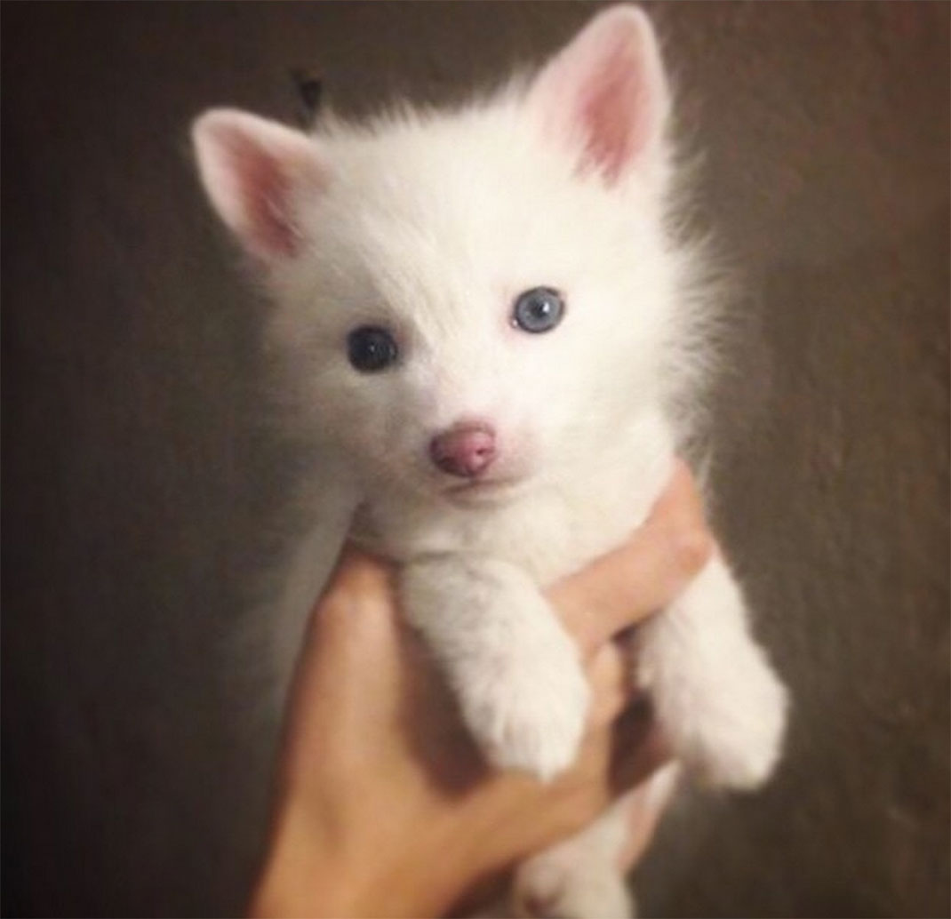 renard-blanc-mignon-domestique-7