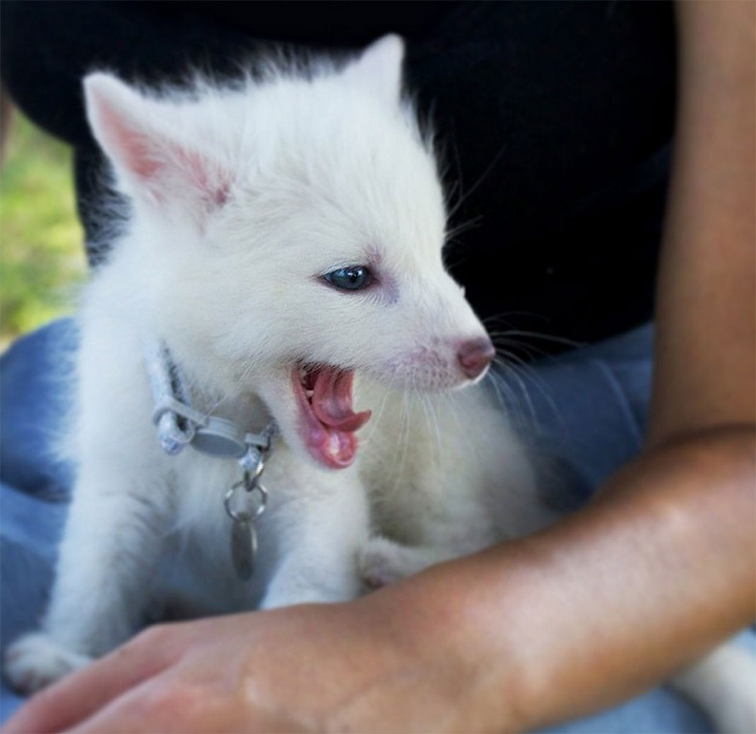 renard-blanc-mignon-domestique-9