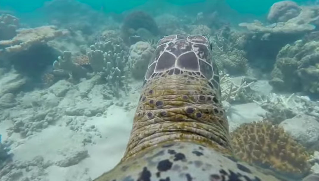 tortue-gopro