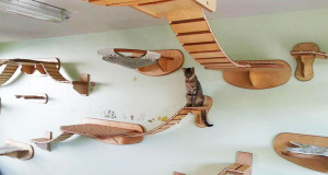 une-chat-meubles-animaux