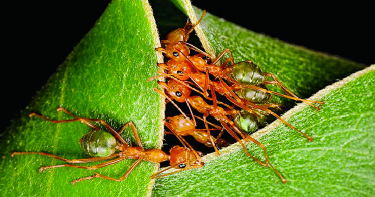 une-construction-animaux-fourmis