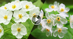 une-fleur-transparente