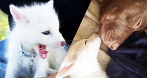 une-renard-chien-domestique-1