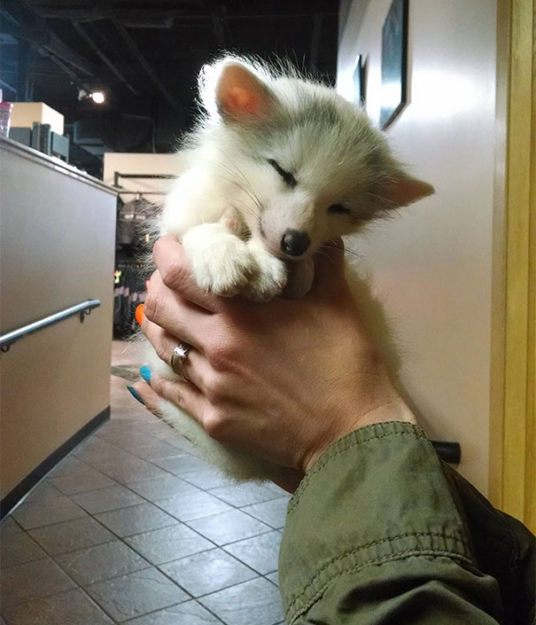 13--animaux-creux-mains