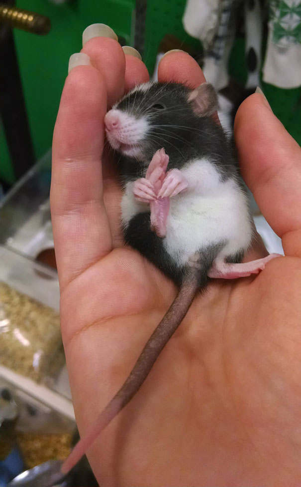 28--animaux-creux-mains