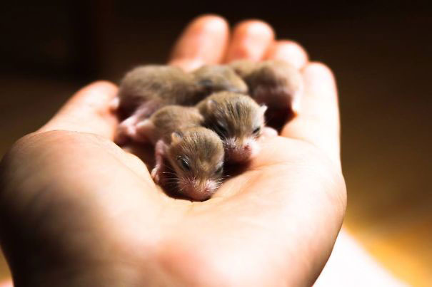 4--animaux-creux-mains