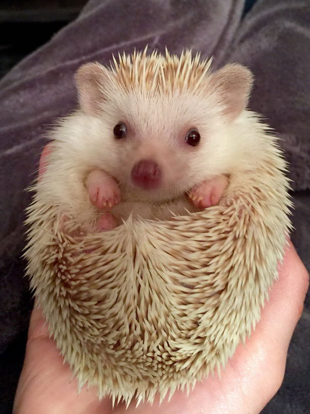 41--animaux-creux-mains