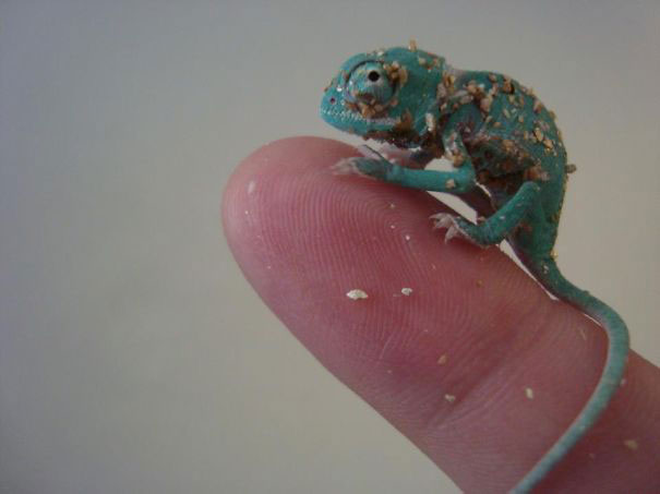 9--animaux-creux-mains