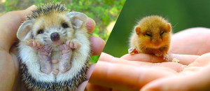 Une-animaux-petits-mignons